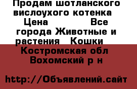 Продам шотланского вислоухого котенка › Цена ­ 10 000 - Все города Животные и растения » Кошки   . Костромская обл.,Вохомский р-н